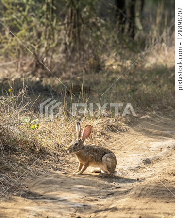 wild indian hare or black naped hare or Lepus nigricollis on forest track or road in summer season safari at ranthambore national park tiger reserve rajasthan india 128898202