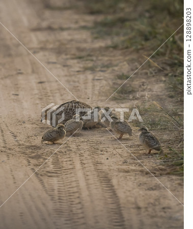roadblock by grey francolin or grey partridge or Francolinus pondicerianus family with showstopper chicks or babies walking on jungle track or forest track at Ranthambore national park rajasthan india 128898203