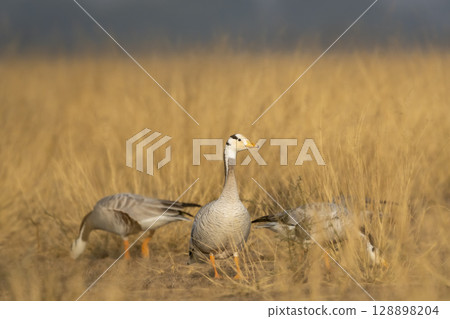 bar headed goose or anser indicus closeup in grassland or an open field during winter season migration at forest of central india asia 128898204