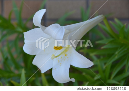 bloom, blossom, blossoms 128898218