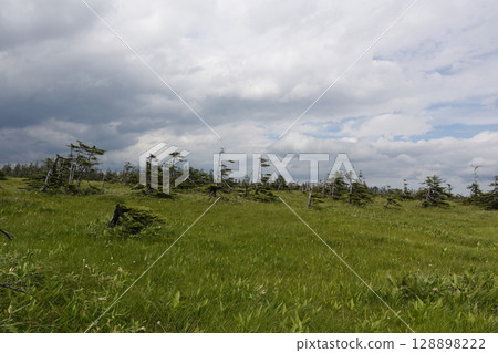 Matsuyama Marsh, Bifuka Town, Hokkaido, Nature, Outdoors, Plants, Hidden Land Matsuyama Marsh, Bifuka Town, Hokkaido, Nature, Outdoors, Plants, Hidden Land 128898222