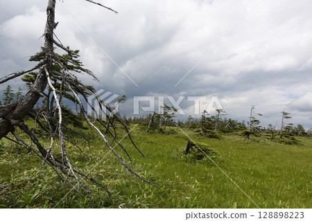 Matsuyama Marsh, Bifuka Town, Hokkaido, Nature, Outdoors, Plants, Hidden Land Matsuyama Marsh, Bifuka Town, Hokkaido, Nature, Outdoors, Plants, Hidden Land 128898223