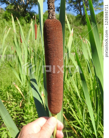 Cattail spike: A fluffy flower spike shaped like a sausage Cattail spike: A fluffy flower spike shaped like a sausage 128898711