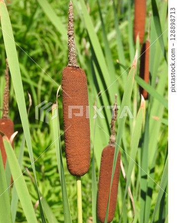 Cattail spike: A fluffy flower spike shaped like a sausage Cattail spike: A fluffy flower spike shaped like a sausage 128898713