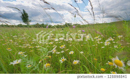 A Beautiful Wildflower Meadow Appearing Under a Cloudy Sky, Perfect for Nature Lovers 128898841