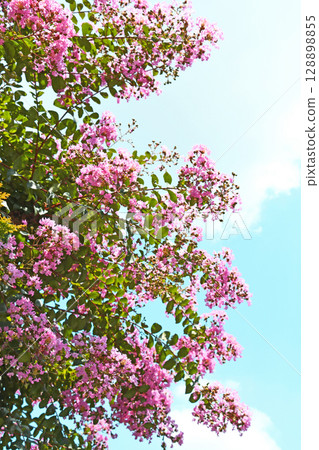 七月下旬的紫薇花 七月下旬的紫薇花 128898855