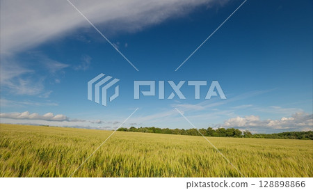 Expansive Golden Fields Spreading Out Beneath a Clear, Radiant Blue Sky Above Us 128898866