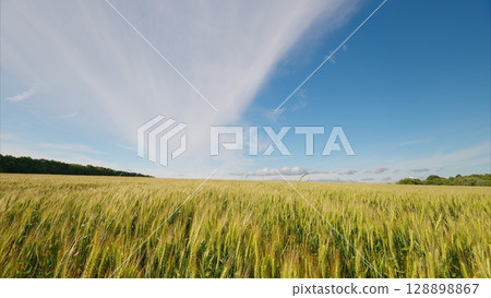An Expansive Wheat Field Set Under a Beautiful and Scenic Blue Sky That Inspires Calmness An Expansive Wheat Field Set Under a Beautiful and Scenic Blue Sky That Inspires Calmness 128898867