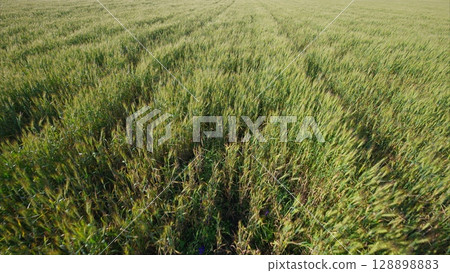 A Beautiful and Lush Green Wheat Field Illuminated by Bright Sunlight and Clear Skies A Beautiful and Lush Green Wheat Field Illuminated by Bright Sunlight and Clear Skies 128898883