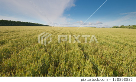 Expansive Fields Under Clear and Bright Blue Skies, Perfect for Growth and Peaceful Days Expansive Fields Under Clear and Bright Blue Skies, Perfect for Growth and Peaceful Days 128898885