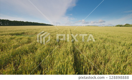 A Beautiful and Lush Green Field Beneath a Clear Blue Sky Decorated with Fluffy White Clouds 128898888