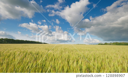 A Beautiful Scenic Wheat Field Stretching Under a Bright Blue Sky with Fluffy White Clouds 128898907
