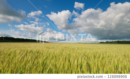 A Beautiful Lush Wheat Field Spreading Out Under a Bright Blue Sky with Fluffy Clouds A Beautiful Lush Wheat Field Spreading Out Under a Bright Blue Sky with Fluffy Clouds 128898908