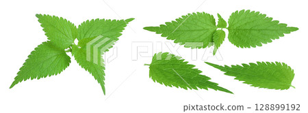 Nettle leaf isolated on white background. Top view. Flat lay Nettle leaf isolated on white background. Top view. Flat lay 128899192