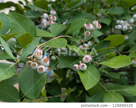 Blueberry fruits growing in a garden in early summer Blueberry fruits growing in a garden in early summer 128899220