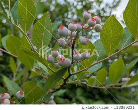 Blueberry fruits growing in a garden in early summer 128899221