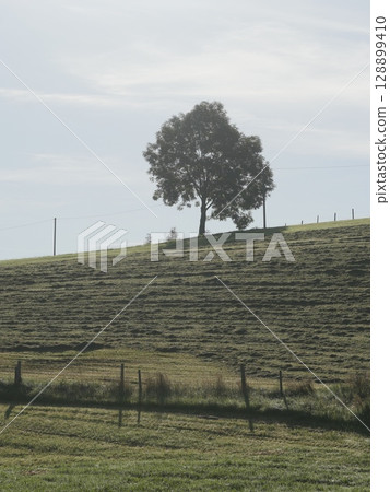 A tree is standing in a field with a fence in the background 128899410