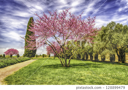 Beautiful garden with flowered cherry trees, cypresses and olive trees Beautiful garden with flowered cherry trees, cypresses and olive trees 128899479
