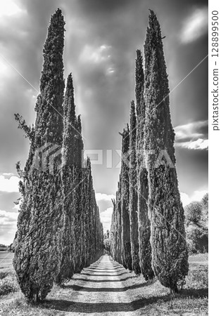 Cypress alley in Villa Adriana (Hadrian's Villa), Tivoli, Italy Cypress alley in Villa Adriana (Hadrian's Villa), Tivoli, Italy 128899500