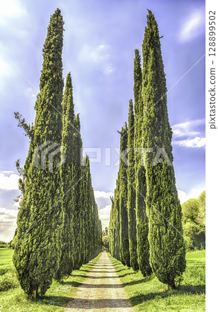 Cypress alley in Villa Adriana (Hadrian's Villa), Tivoli, Italy Cypress alley in Villa Adriana (Hadrian's Villa), Tivoli, Italy 128899502