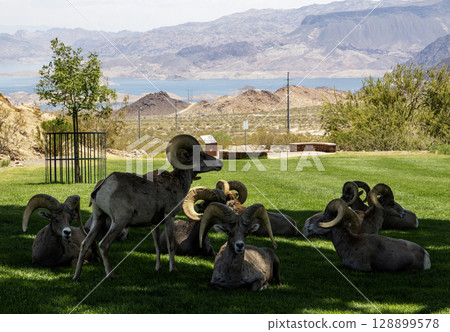 Bighorn Sheep Resting on Grassy Area in the shad in Nevada 128899578