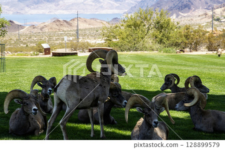 Bighorn Sheep Resting Under Trees in Hemenway Park Nevada 128899579