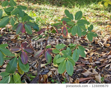 Young bush of Rhododendron decorum in autumn in October in Dnieper Botanical Garden, Ukraine. 128899670