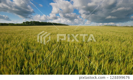 A Vast and Lush Green Wheat Field Thriving Beautifully Under a Dramatic and Colorful Sky Above 128899676