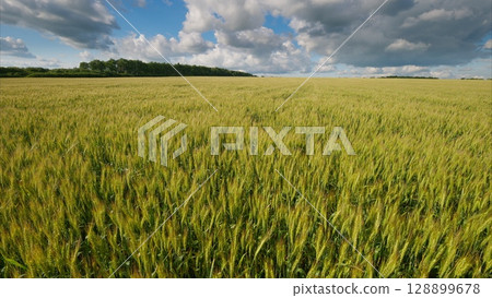 An Expansive Wheat Field Beneath a Stunningly Beautiful Sky Full of Fluffy Clouds An Expansive Wheat Field Beneath a Stunningly Beautiful Sky Full of Fluffy Clouds 128899678