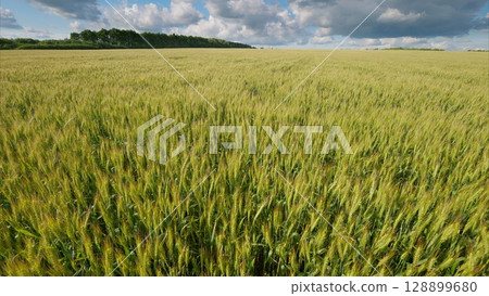 A Vast and Lush Wheat Field Stretching Under a Clear Blue Sky with Beautiful Clouds A Vast and Lush Wheat Field Stretching Under a Clear Blue Sky with Beautiful Clouds 128899680