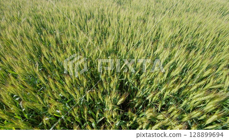 A Vibrant Green Wheat Field at its Peak Growth Stage During the Ideal Season for Harvest 128899694