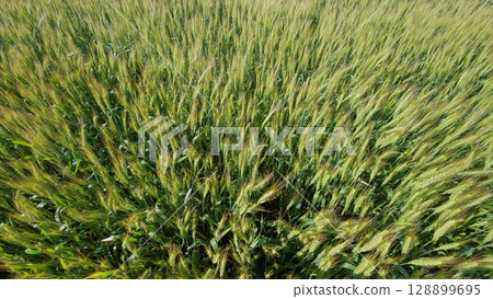 A Beautiful Green Wheat Field in Full Bloom, Radiating Life, Vibrancy, and Energy 128899695