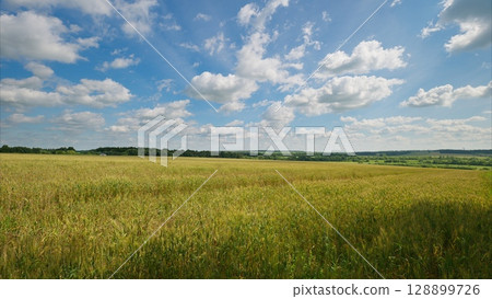 A Stunning and Beautiful Panoramic View of a Bright Sunny Meadow with a Clear Blue Sky Above A Stunning and Beautiful Panoramic View of a Bright Sunny Meadow with a Clear Blue Sky Above 128899726