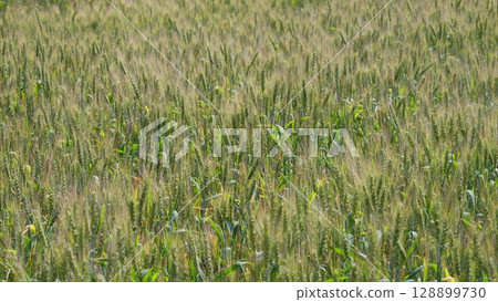 A vast and lush green field illuminated by the bright and warming sunlight overhead 128899730