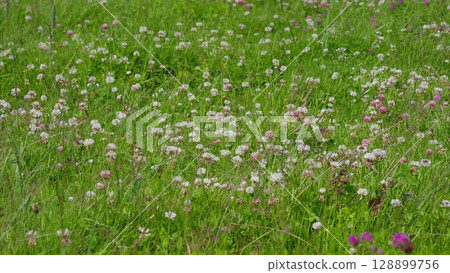 A Vibrant Meadow That is Filled with a Variety of Colorful Wildflowers in Full Bloom A Vibrant Meadow That is Filled with a Variety of Colorful Wildflowers in Full Bloom 128899756