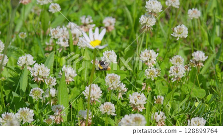 A Bumblebee is busy pollinating beautiful flowers in a lush meadow full of life A Bumblebee is busy pollinating beautiful flowers in a lush meadow full of life 128899764