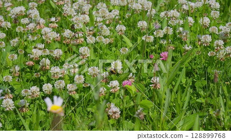 A Stunning and Beautifully Vibrant Wildflower Meadow in Full Bloom on a Gorgeous Sunny Day A Stunning and Beautifully Vibrant Wildflower Meadow in Full Bloom on a Gorgeous Sunny Day 128899768