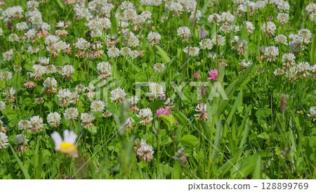 A Lush Meadow Abundantly Filled with Clover and Diverse Wildflowers in Full Bloom A Lush Meadow Abundantly Filled with Clover and Diverse Wildflowers in Full Bloom 128899769