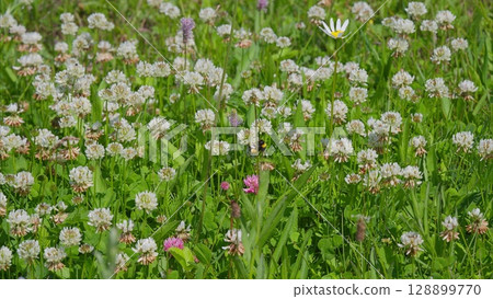 The Vibrant Wildflower Meadow is in Full Bloom, showcasing natures beauty and diversity The Vibrant Wildflower Meadow is in Full Bloom, showcasing natures beauty and diversity 128899770
