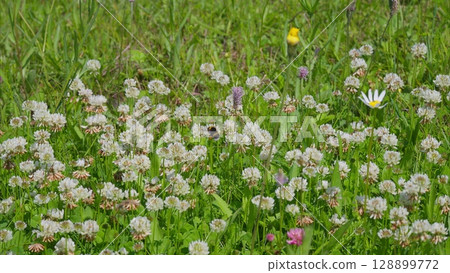 A Vibrant and Colorful Wildflower Meadow Blossoming Beautifully in the Warm Spring Sunshine 128899772