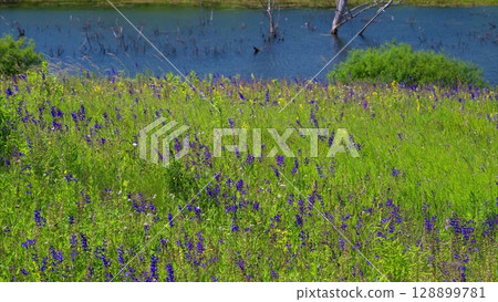A Vibrant Wildflower Meadow by the side of a Tranquil Body of Water, inviting exploration 128899781