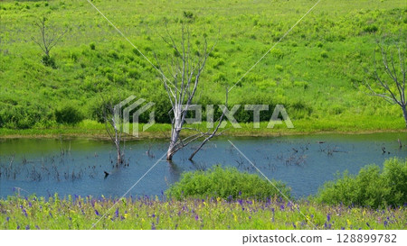A stunning, lush green wetland with beautiful reflections shimmering in the waters surface A stunning, lush green wetland with beautiful reflections shimmering in the waters surface 128899782
