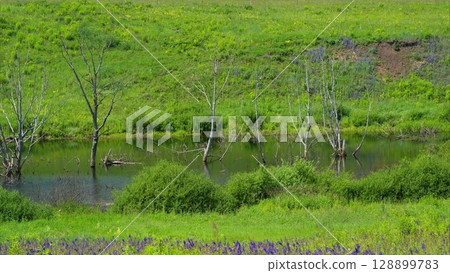 A serene water landscape beautifully adorned with lush greenery and trees nearby 128899783