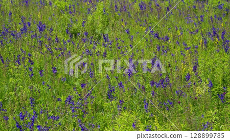 A Vibrant Field Filled with Beautiful Purple Wildflowers in Full Bloom During Spring 128899785