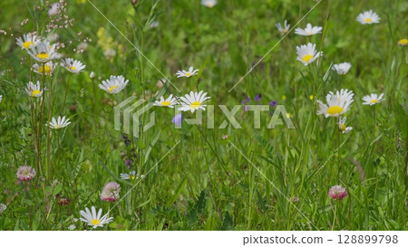 A Beautiful and Vibrant Wildflower Field in Full Bloom, Showcasing Natures Splendor and Diversity 128899798