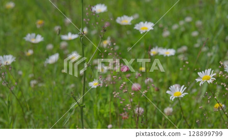 A breathtakingly vibrant wildflower field is blooming with colorful flowers in full glory 128899799