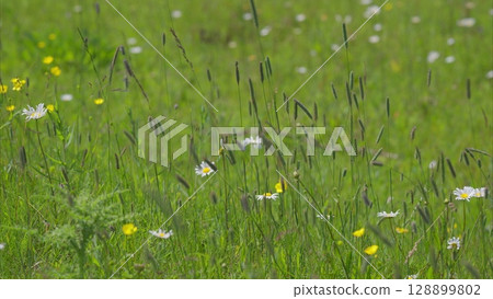 Picture a vibrant wildflower meadow, teeming with colorful blooms and lush green grass 128899802