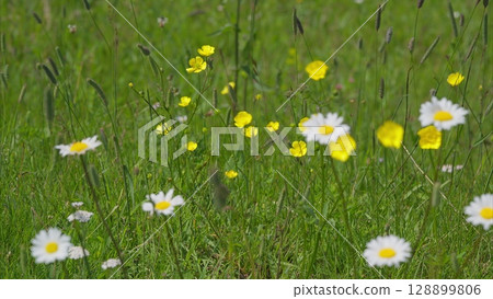 Stunningly Vibrant Wildflower Meadow in Full Bloom for All to Experience and Enjoy 128899806