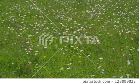A Beautiful and Vibrant Wildflower Field is in Full Bloom, bursting with colors and life 128899822
