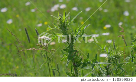 Witness the Vibrant Wildflowers and Lush Greenery Transforming a Spring Field Landscape Witness the Vibrant Wildflowers and Lush Greenery Transforming a Spring Field Landscape 128899826